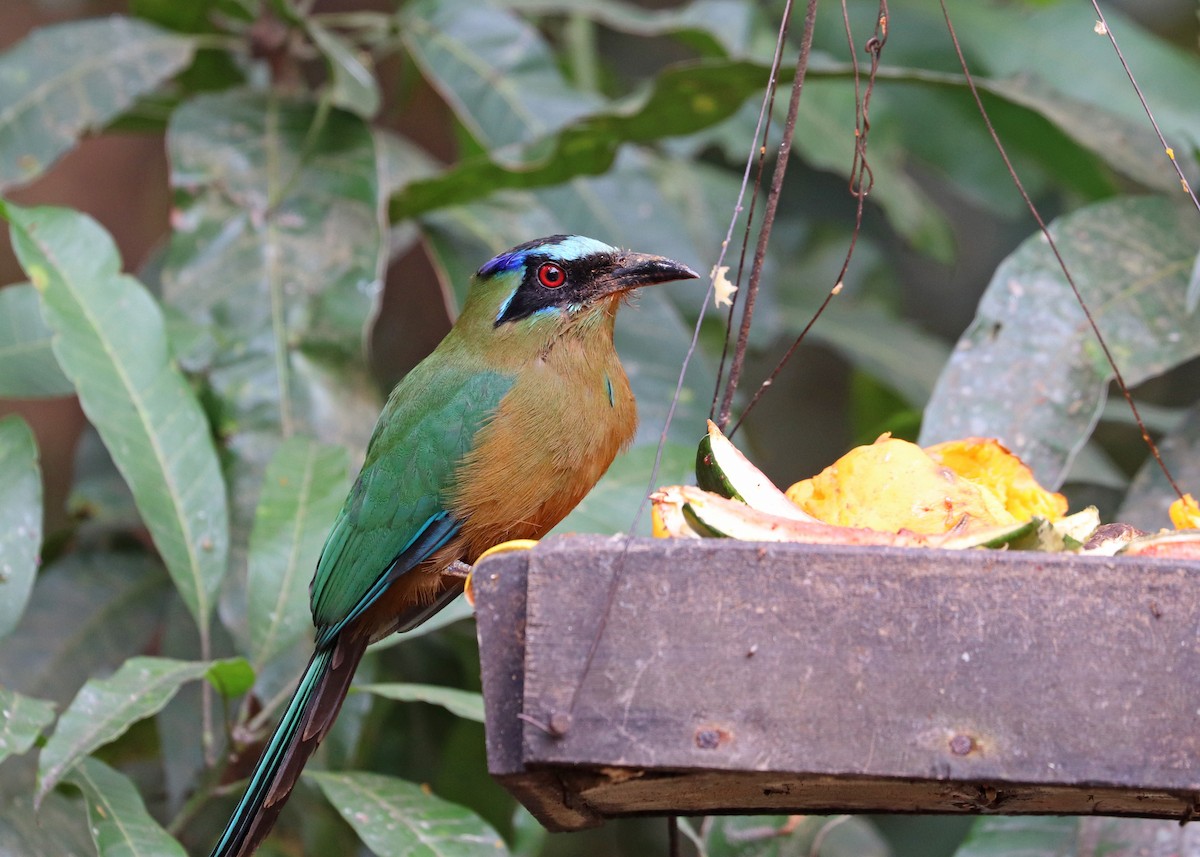 Amazonian Motmot - ML644181060