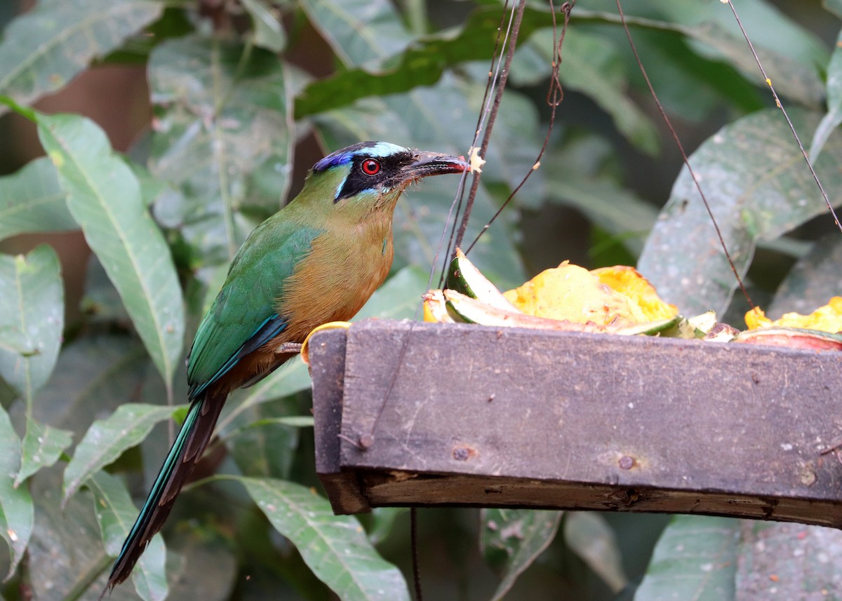 Amazonian Motmot - ML644181061