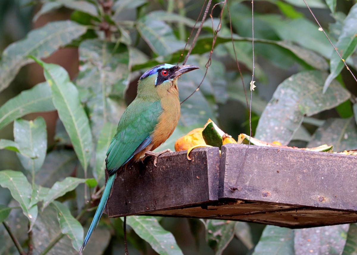 Amazonian Motmot - ML644181062