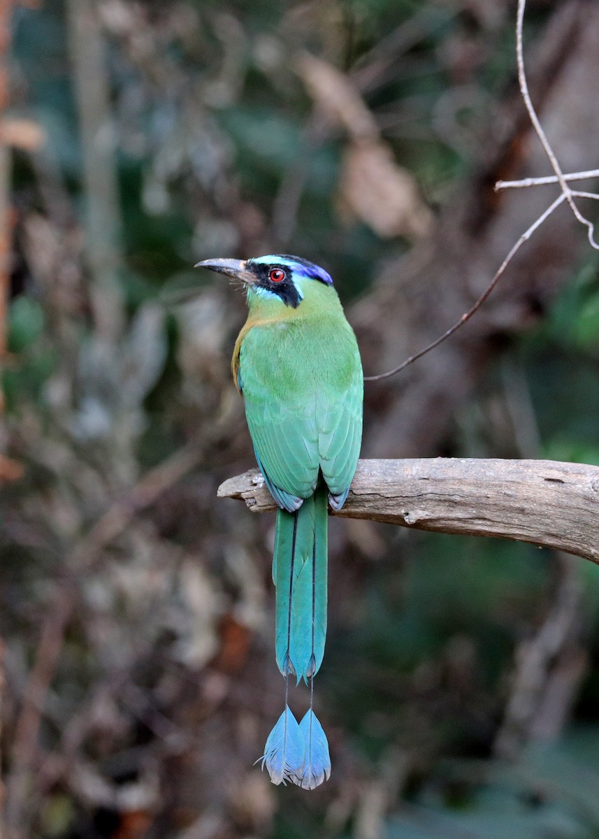 Amazonian Motmot - ML644181063