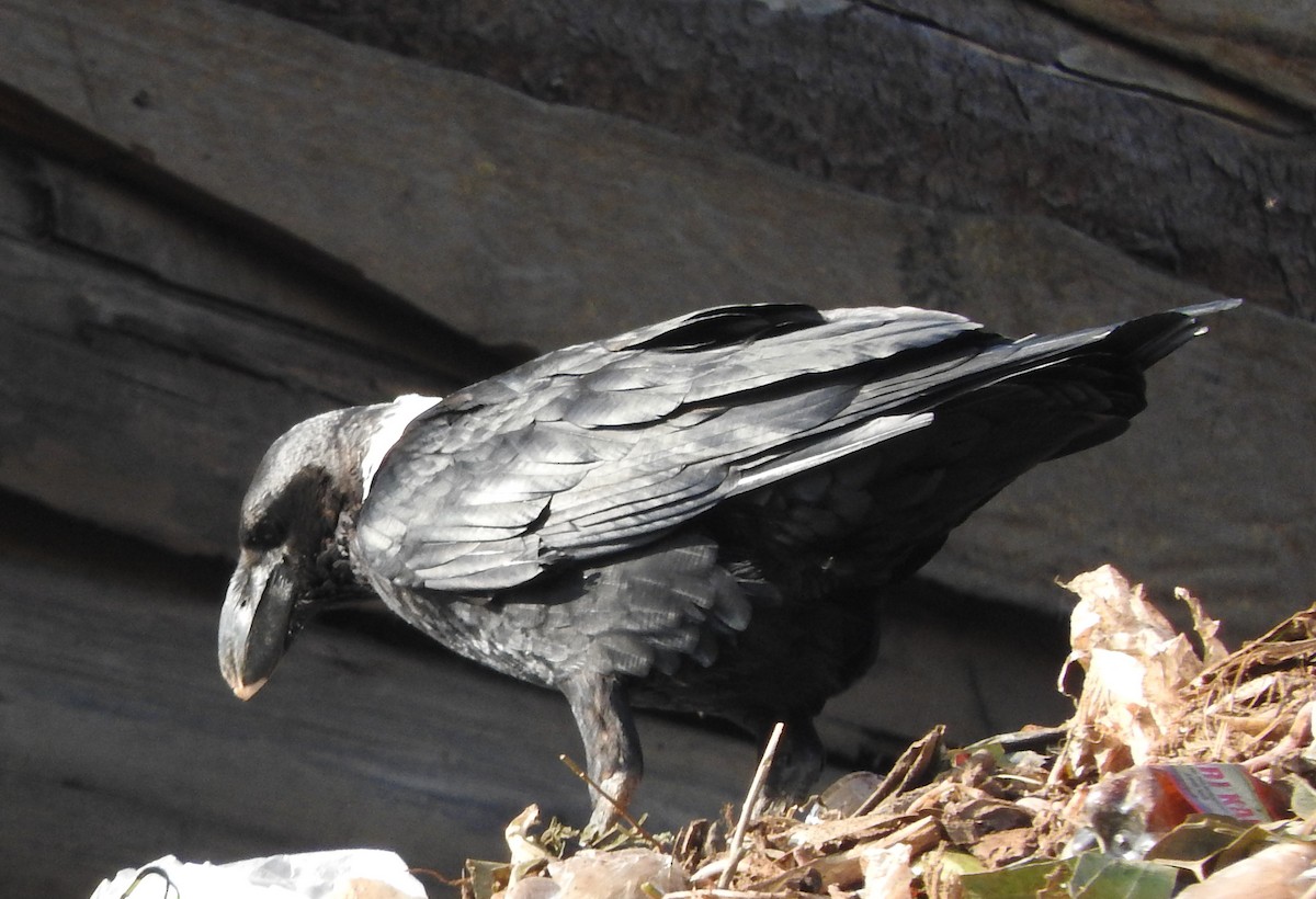 White-necked Raven - ML644181091