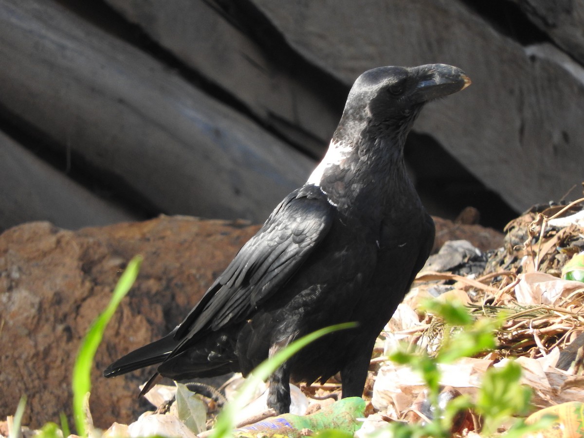 White-necked Raven - ML644181092