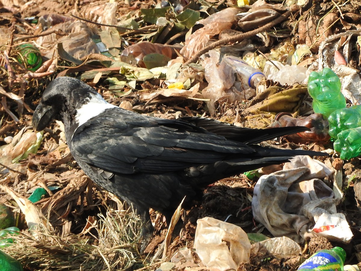 White-necked Raven - ML644181093