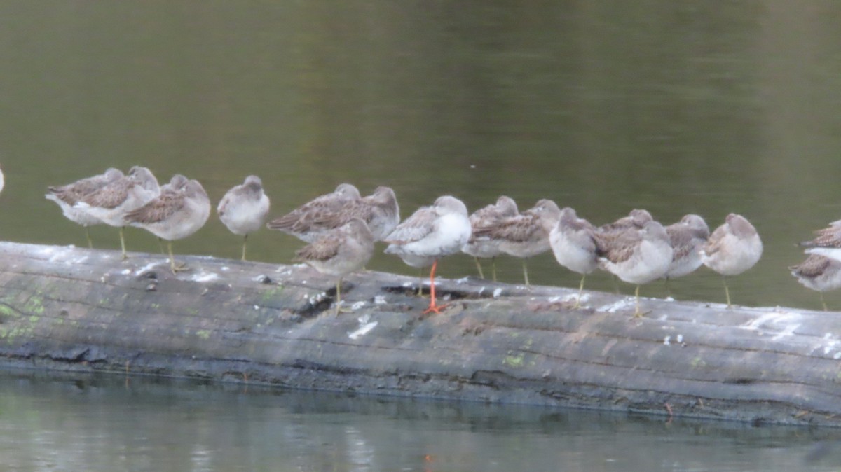 Spotted Redshank - ML644181097