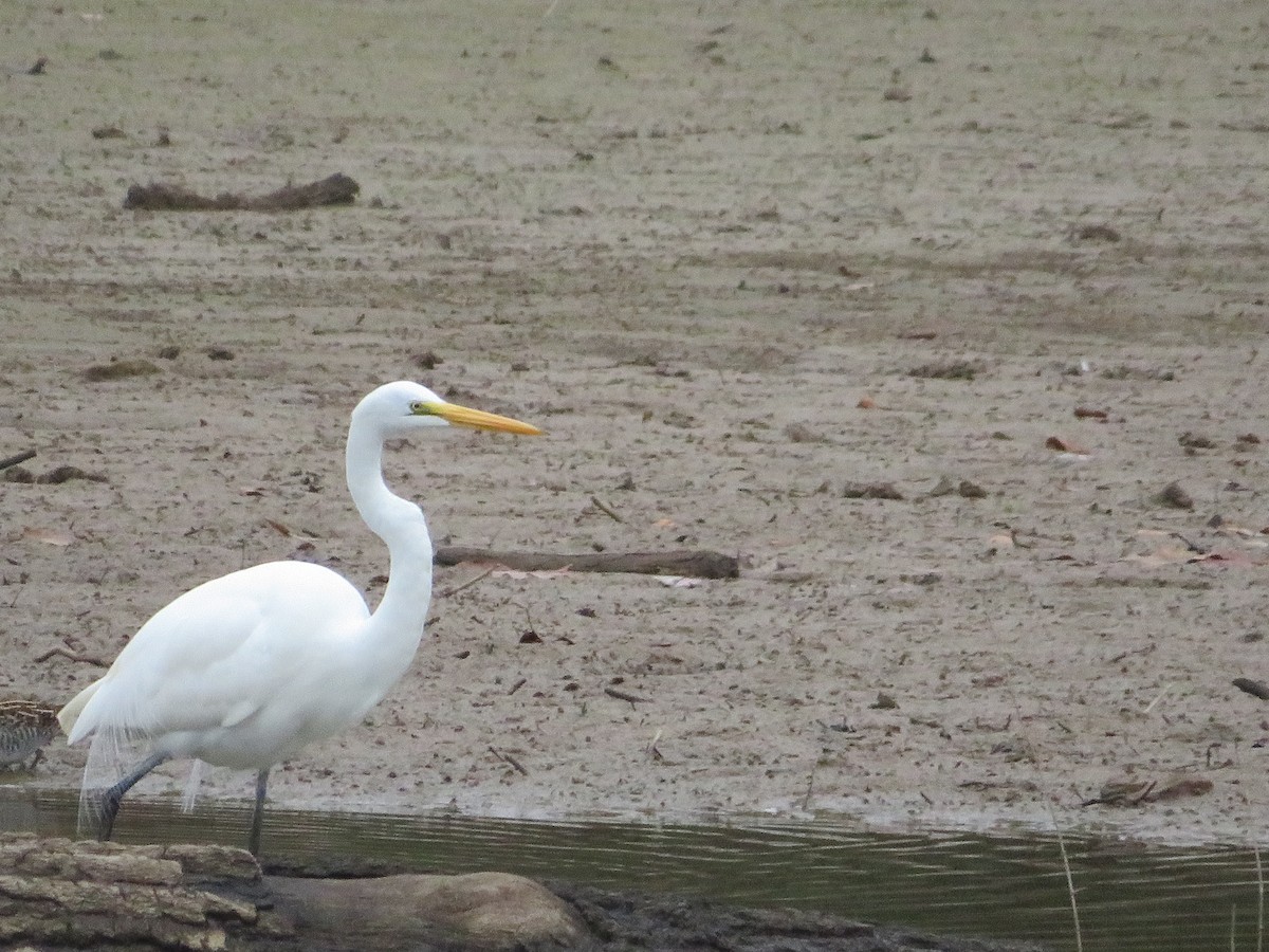 Great Egret - ML644181101