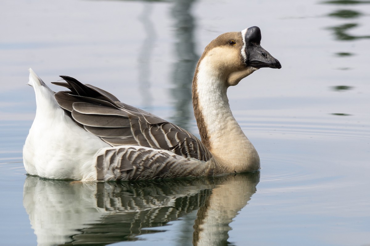 husa labutí (domestikovaná) - ML644181119