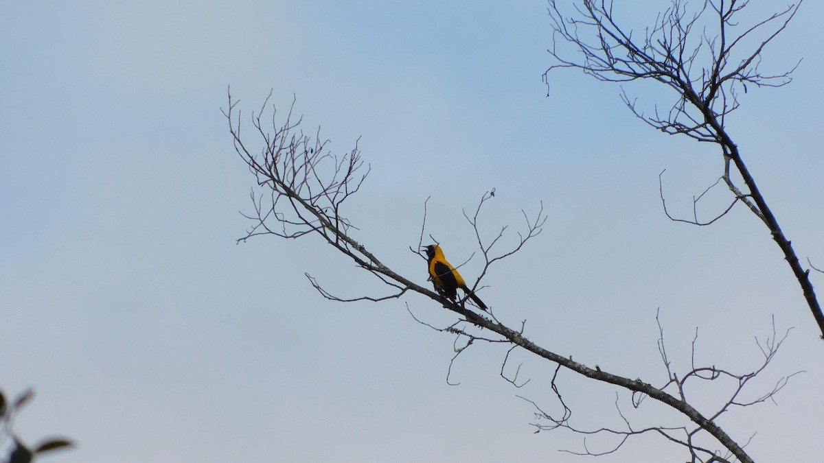 Yellow-backed Oriole - ML644181151