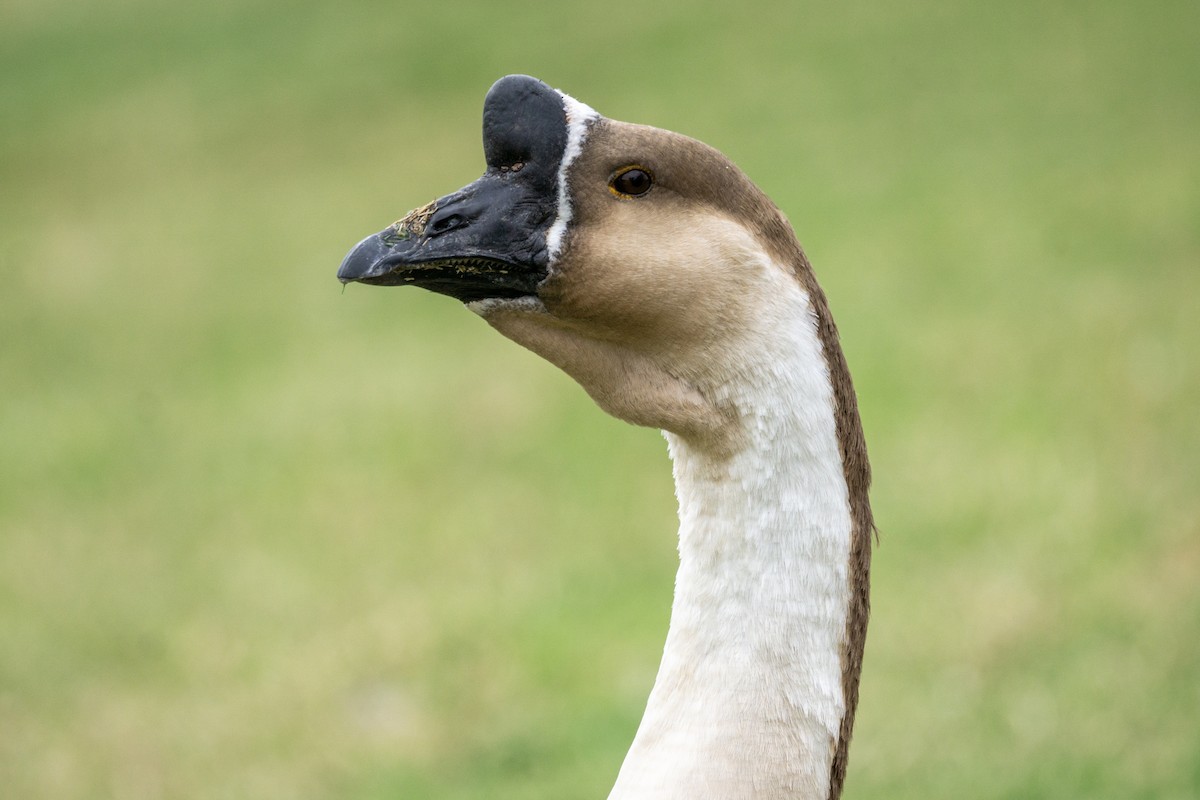 husa labutí (domestikovaná) - ML644181158