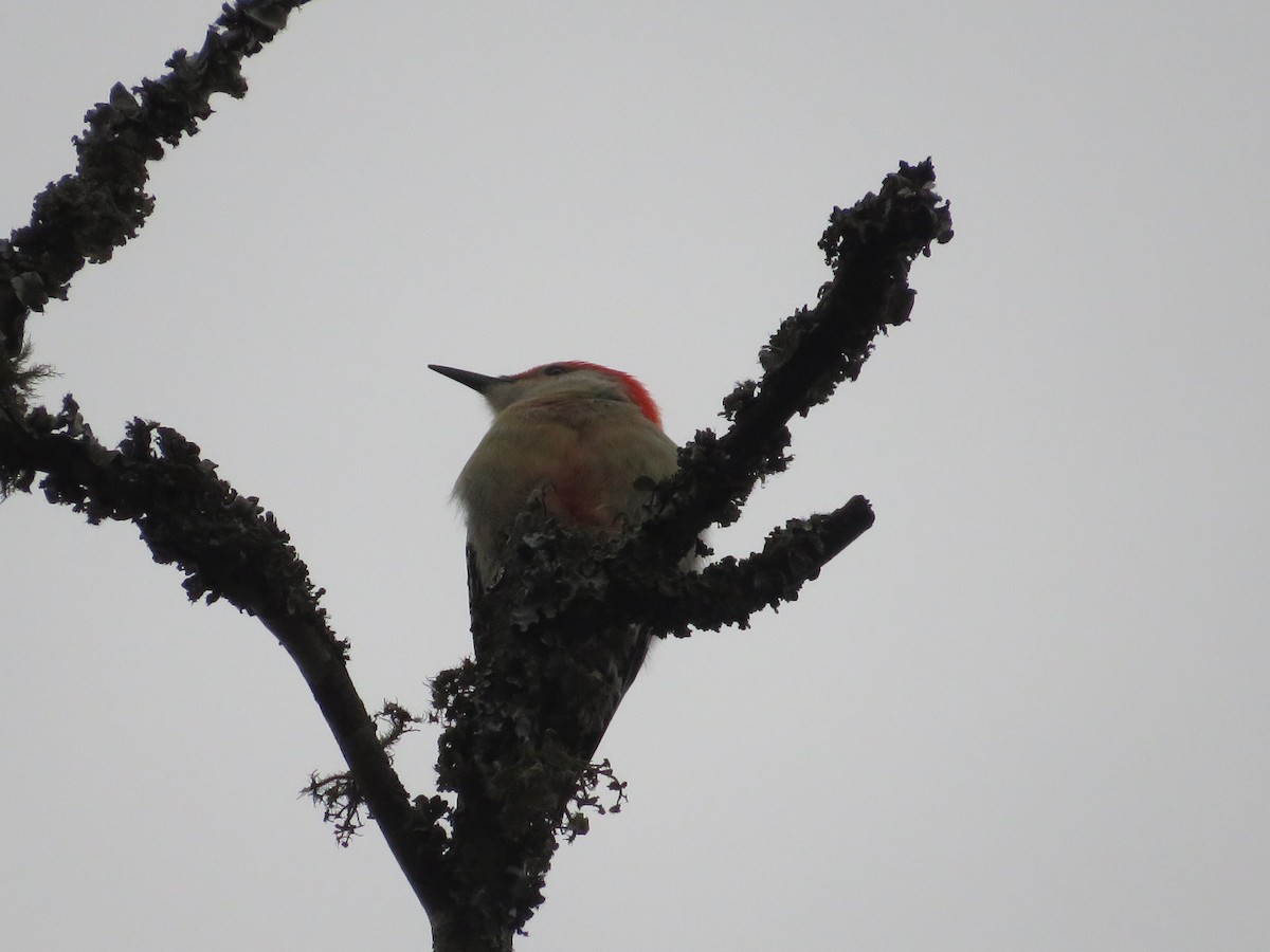 Red-bellied Woodpecker - ML644181219