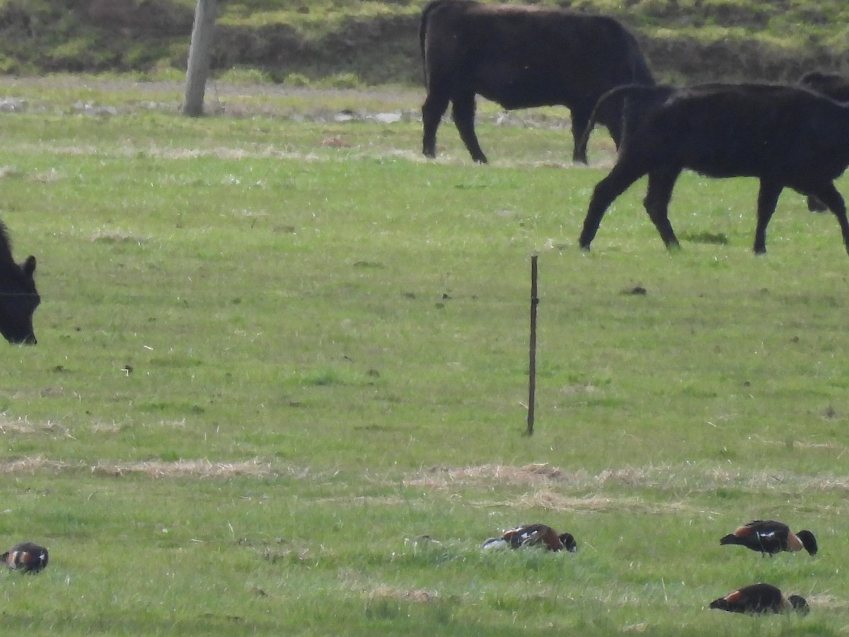 Tadorne d'Australie - ML644181220