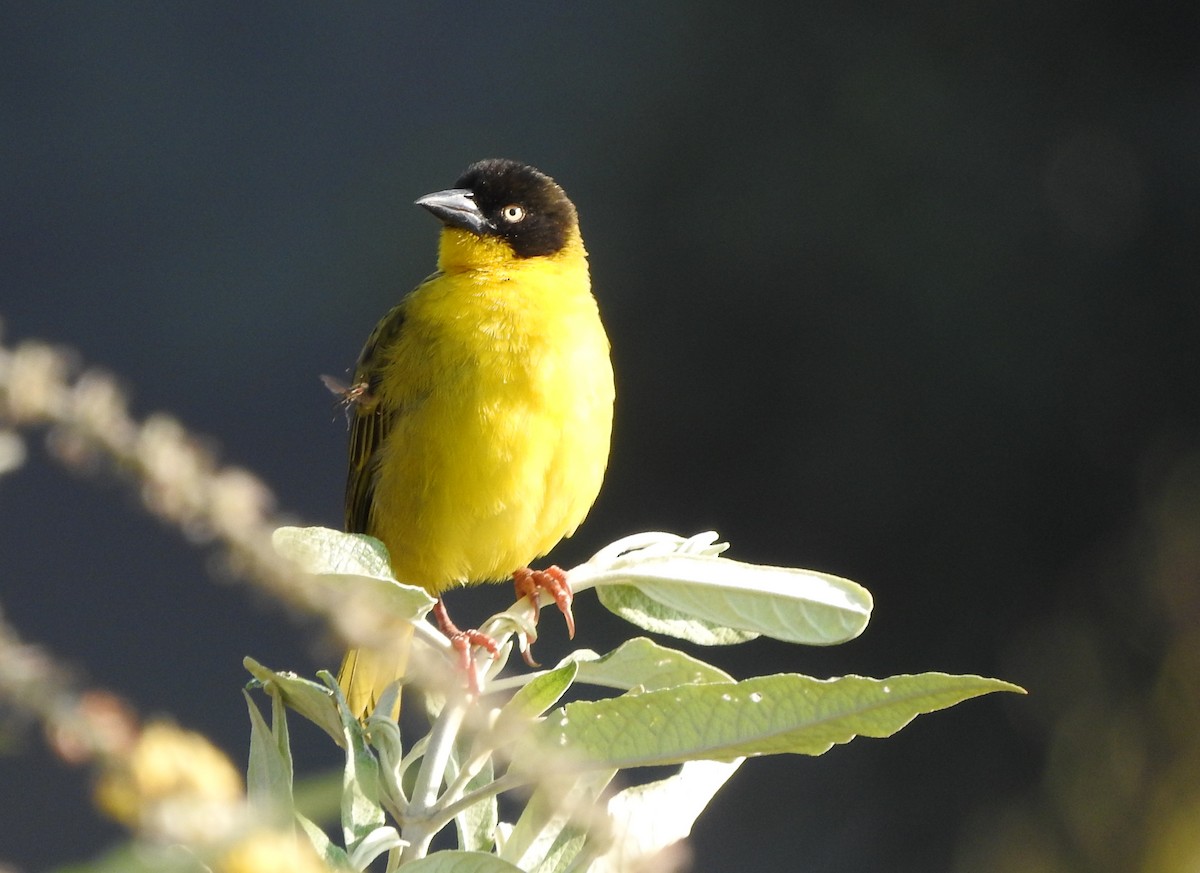 Tejedor Baglafecht - ML644181229