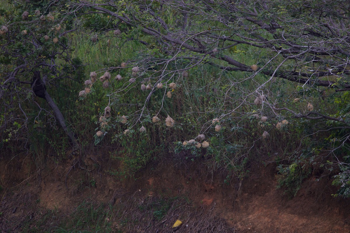 landsbyvever - ML644181230