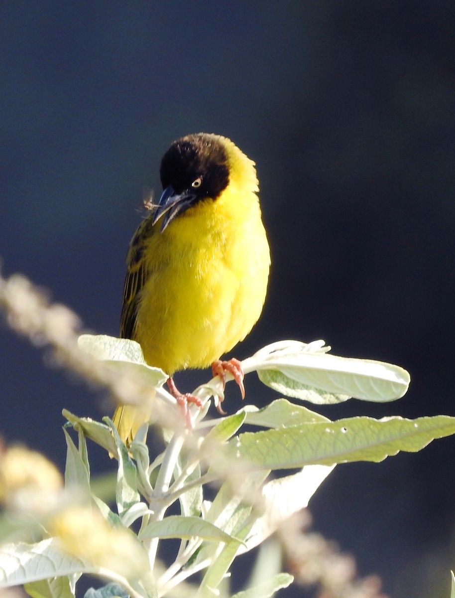 Tejedor Baglafecht - ML644181231