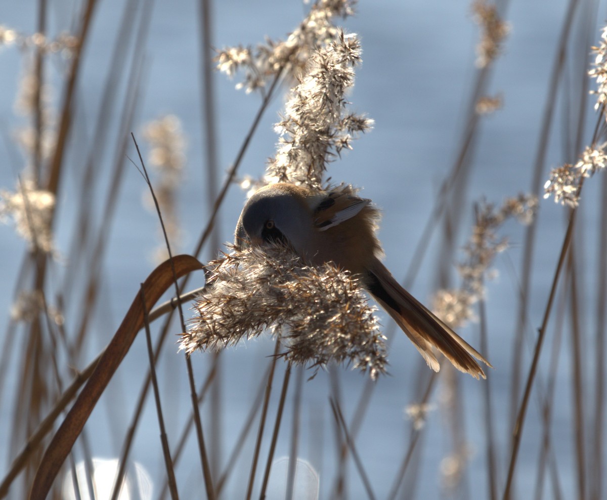 Bearded Reedling - ML644181237