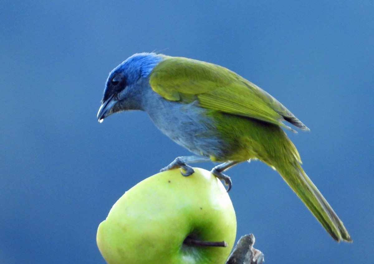 Blue-capped Tanager - ML644181247