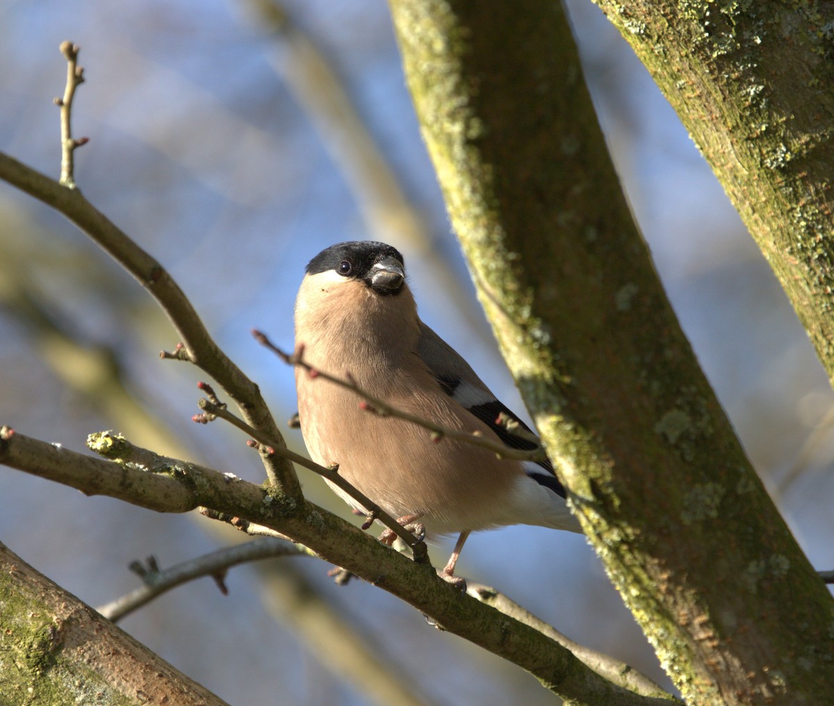 Eurasian Bullfinch - ML644181249