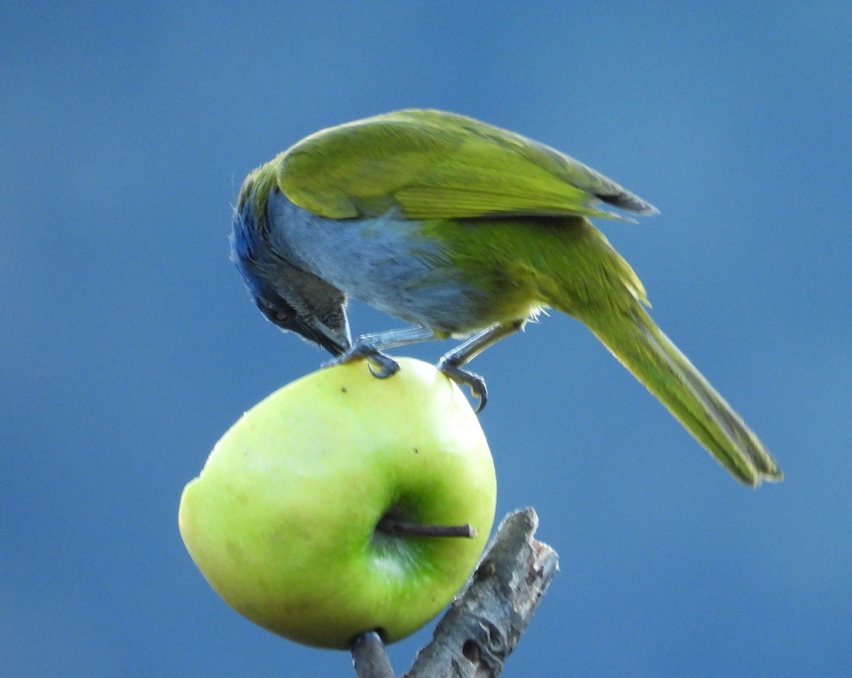 Blue-capped Tanager - ML644181253