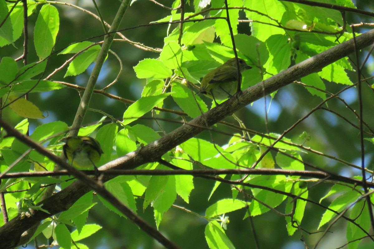 Yellow-throated Euphonia - ML644181256