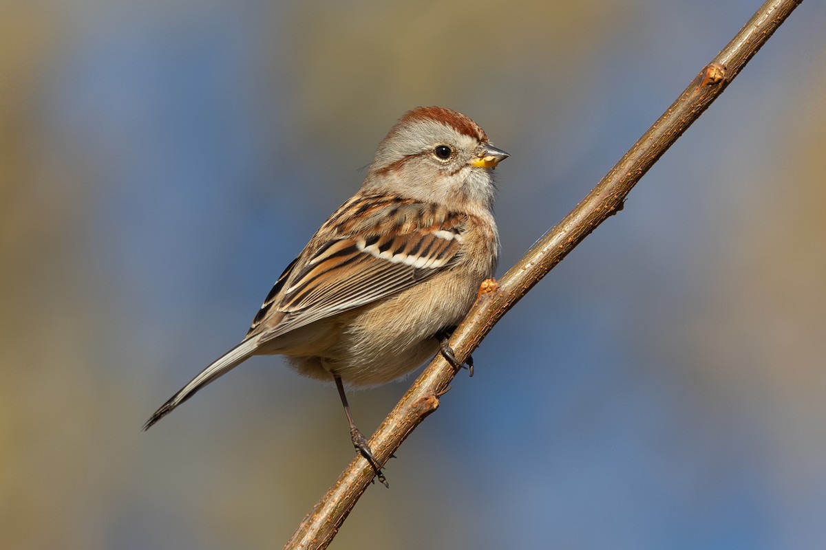 American Tree Sparrow - ML644181270