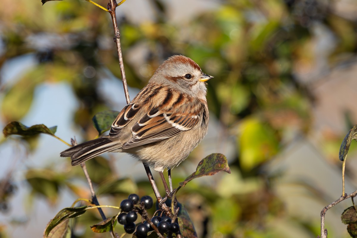 American Tree Sparrow - ML644181271