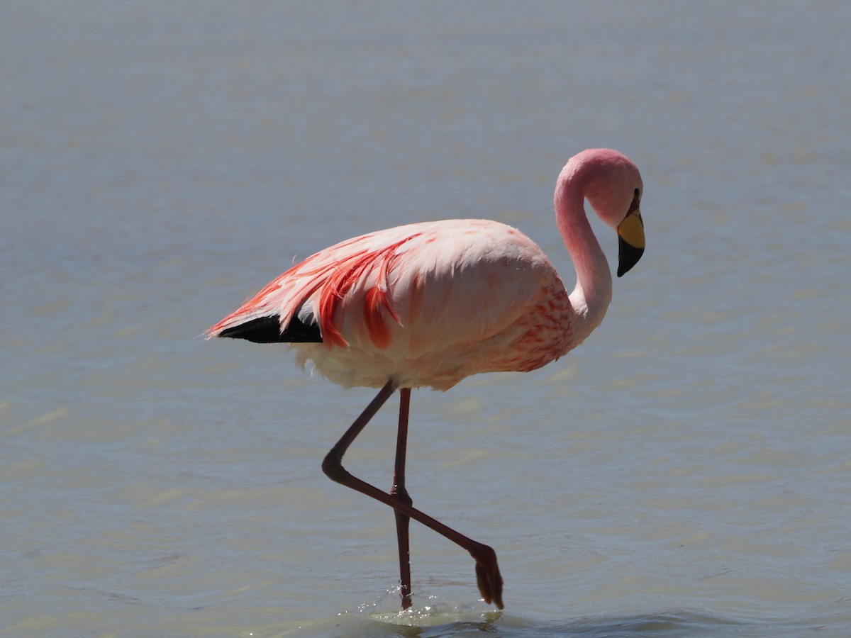 James's Flamingo - ML644181285