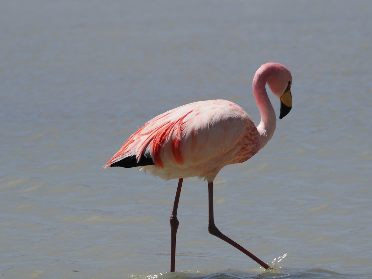James's Flamingo - ML644181286