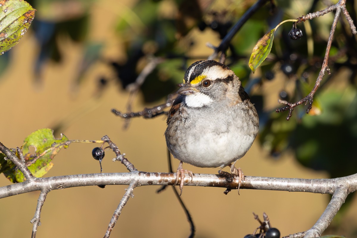 White-throated Sparrow - ML644181302