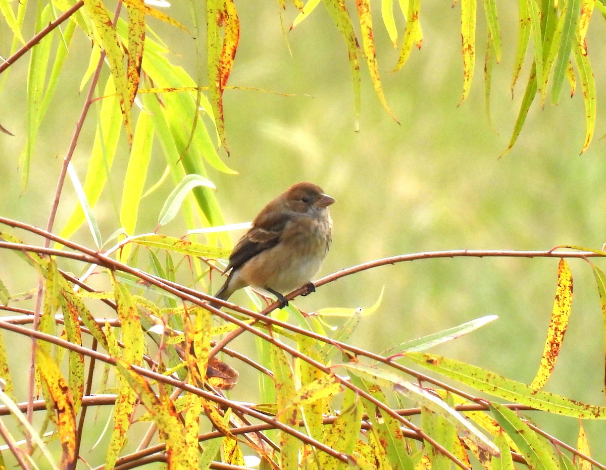 Passerin indigo - ML644181357