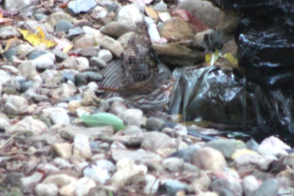Fox Sparrow - ML644181379