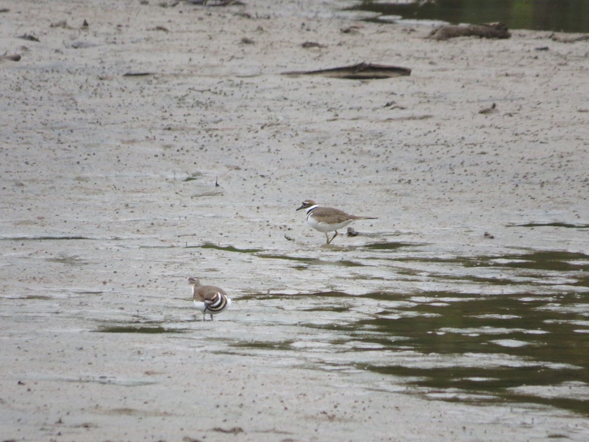 Killdeer - ML644181426