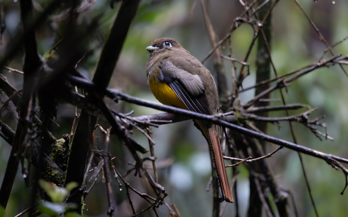 søredeltrogon - ML644181441