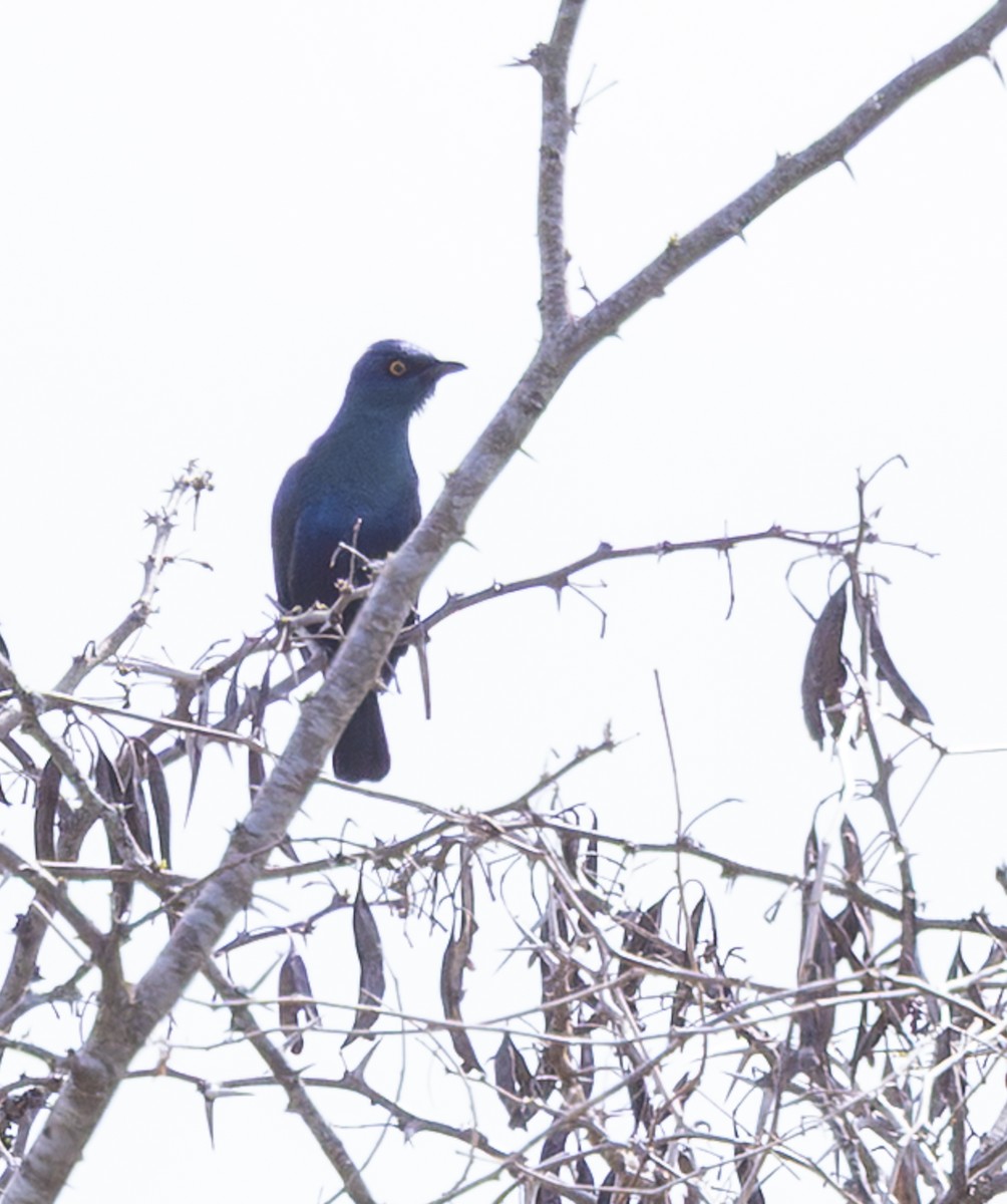 Black-bellied Starling - ML644181443