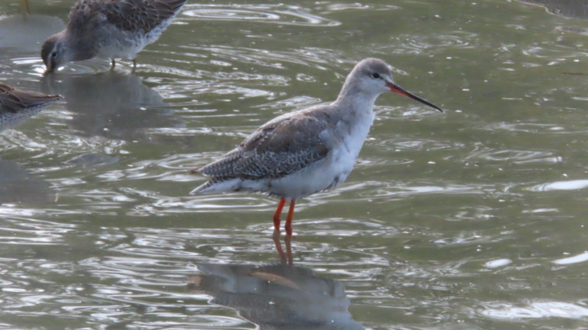 Spotted Redshank - ML644181457