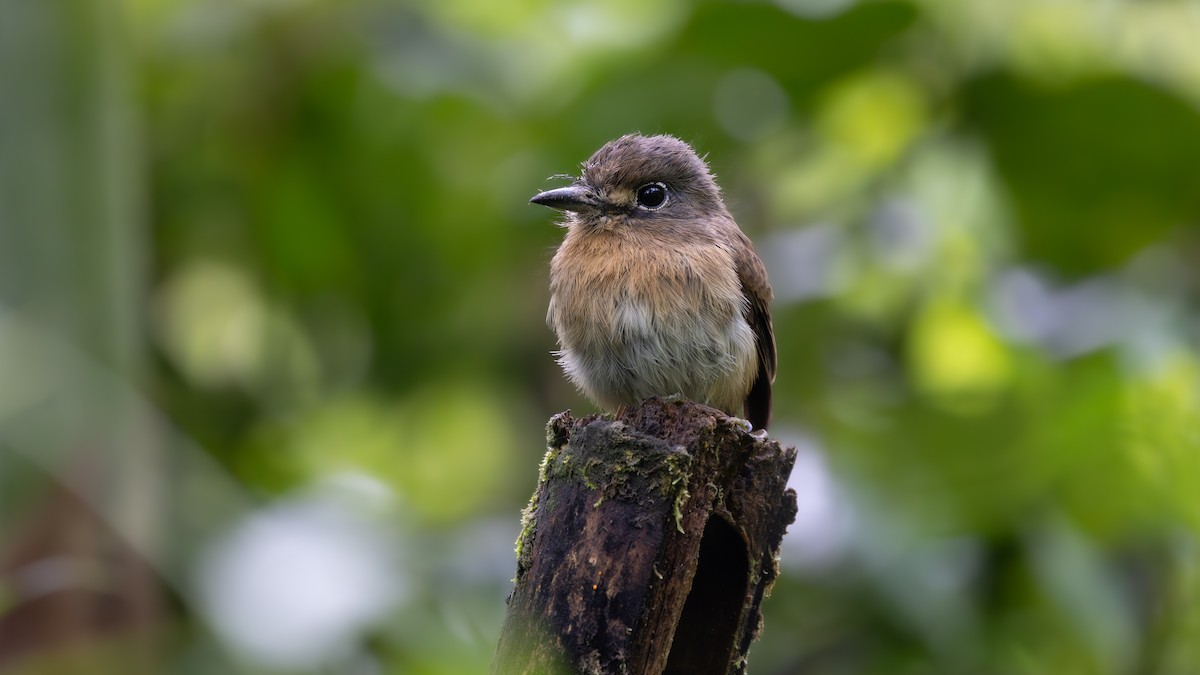 Rusty-breasted Nunlet - ML644181466
