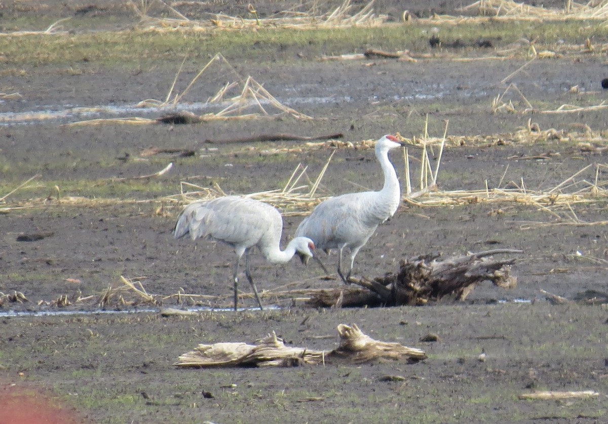 Sandhill Crane - ML644181467