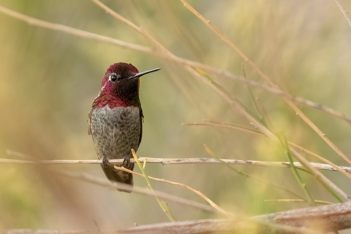 Anna's Hummingbird - ML644181471