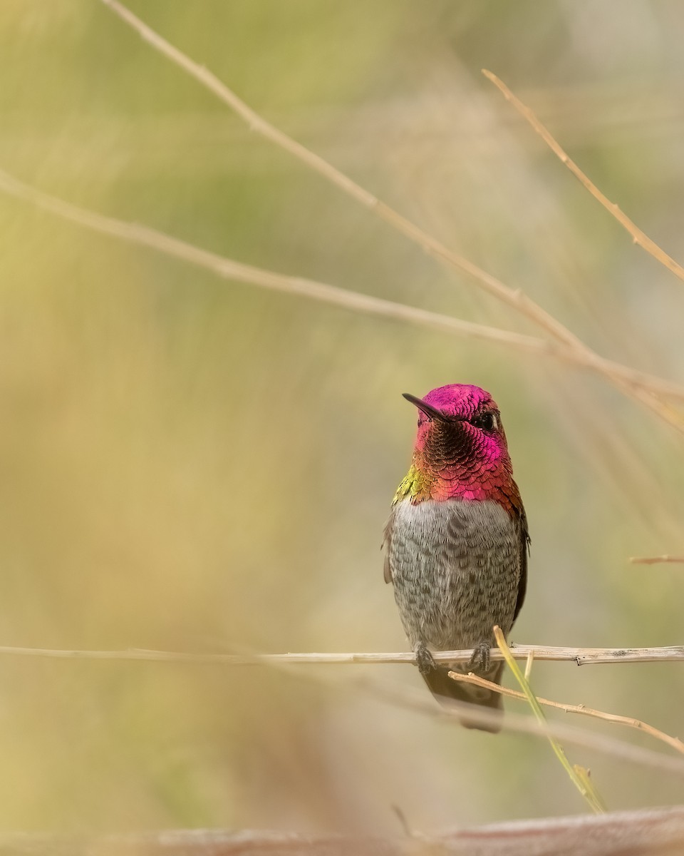 Anna's Hummingbird - ML644181472