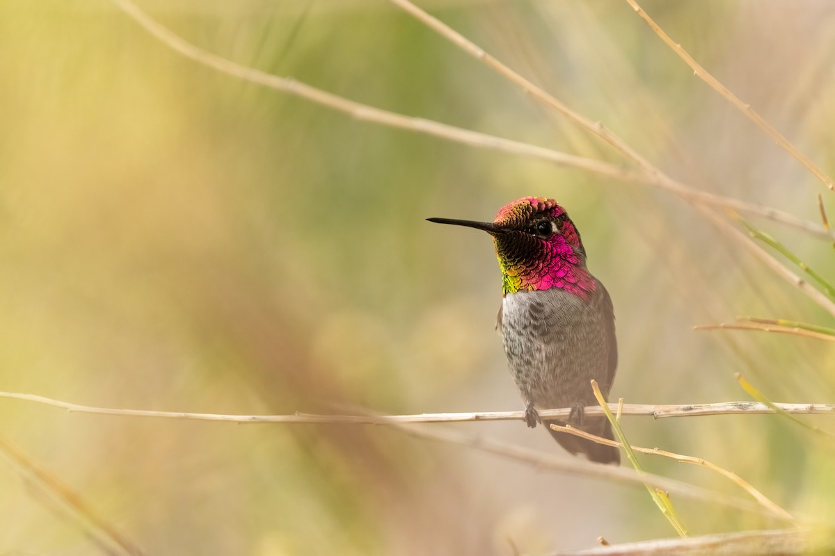 Anna's Hummingbird - ML644181474