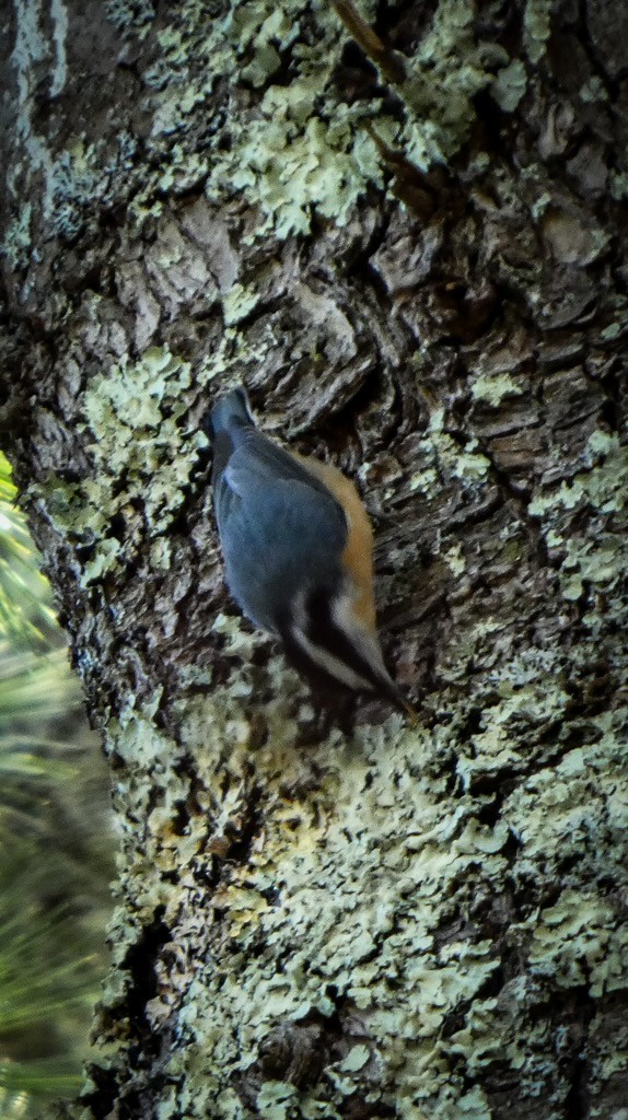 Red-breasted Nuthatch - ML644181484