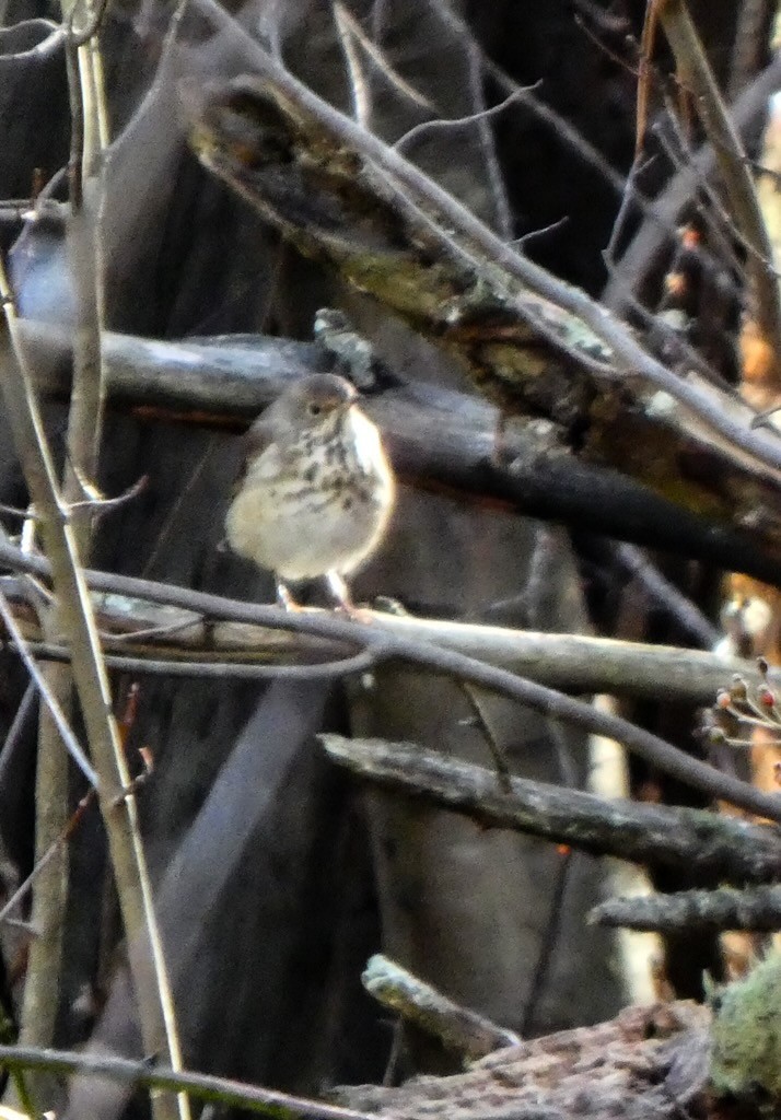 Hermit Thrush - ML644181495