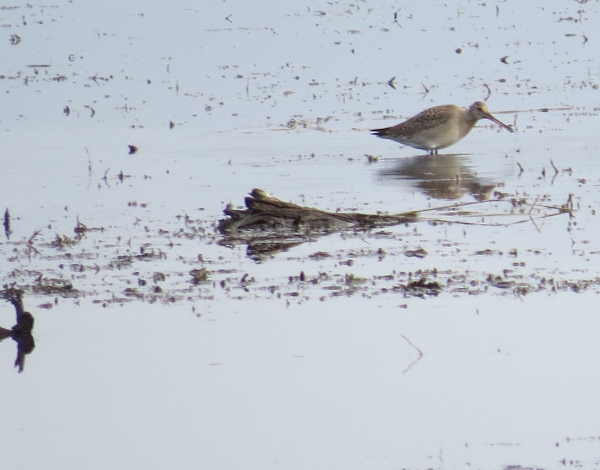 Hudsonian Godwit - ML644181496