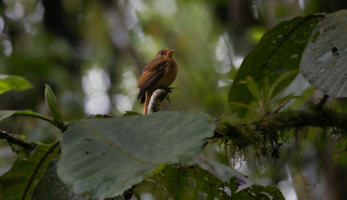 tyranovec atlantický - ML644181497