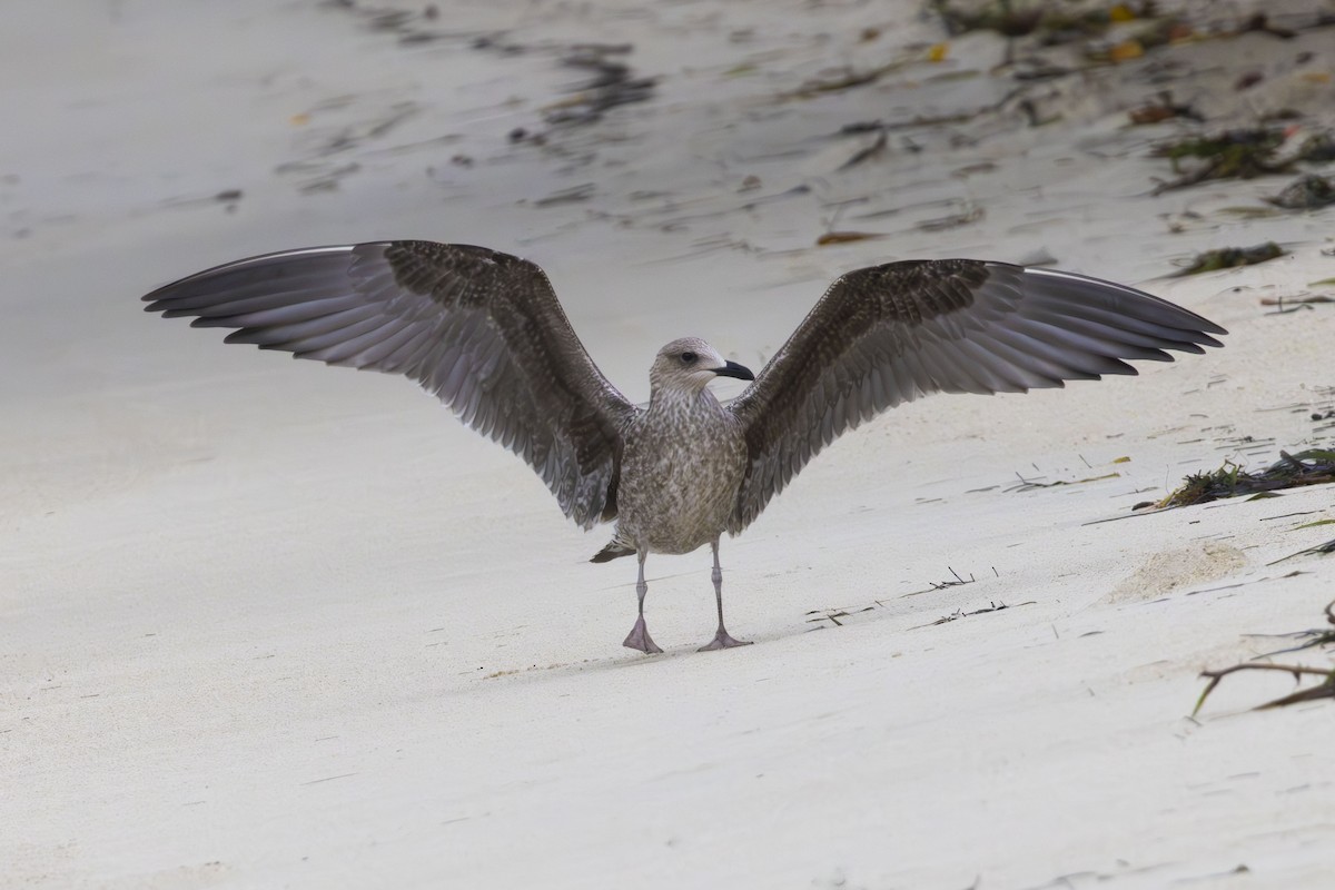 Lesser Black-backed Gull - ML644181498