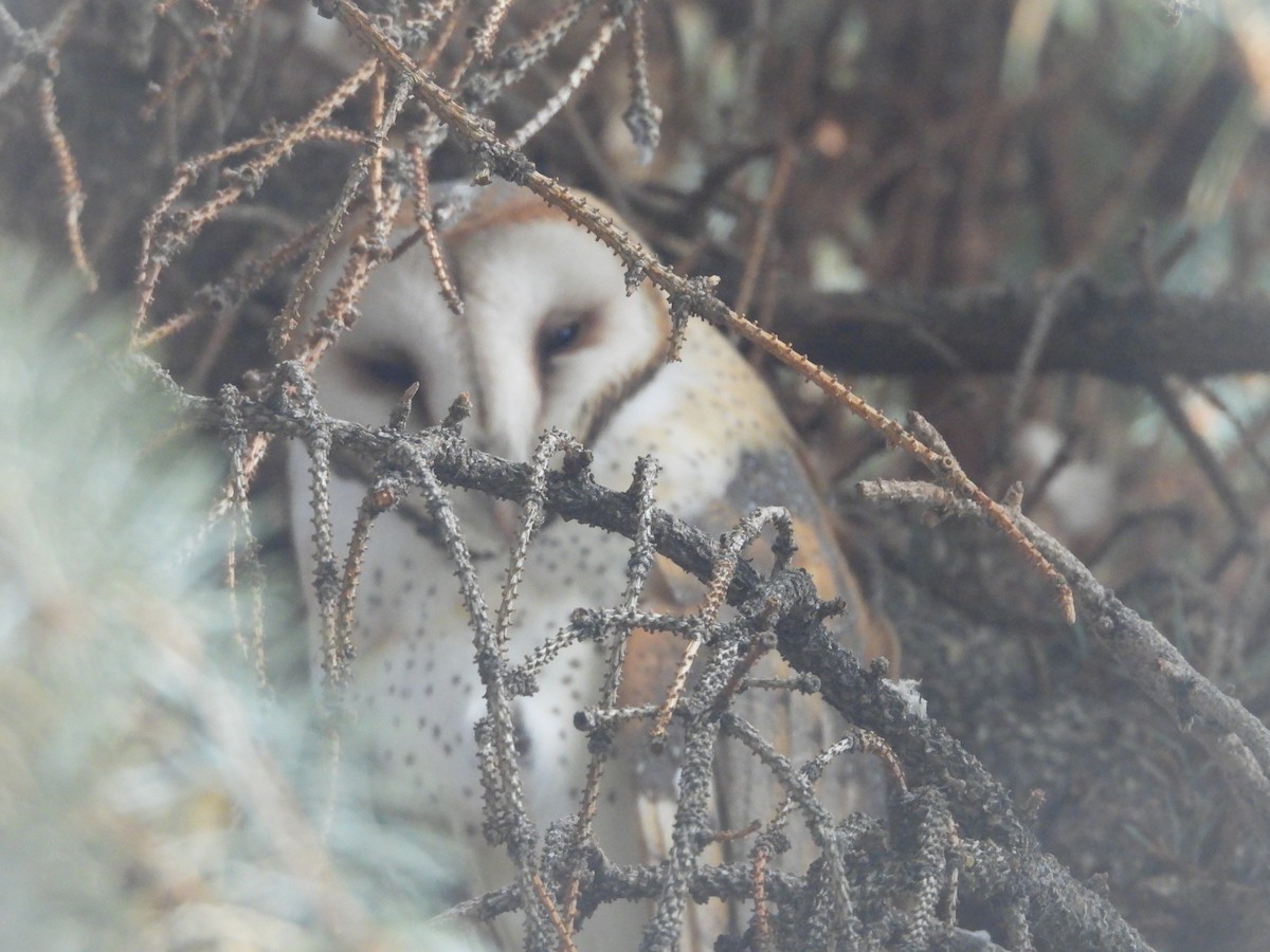 American Barn Owl - ML644181499