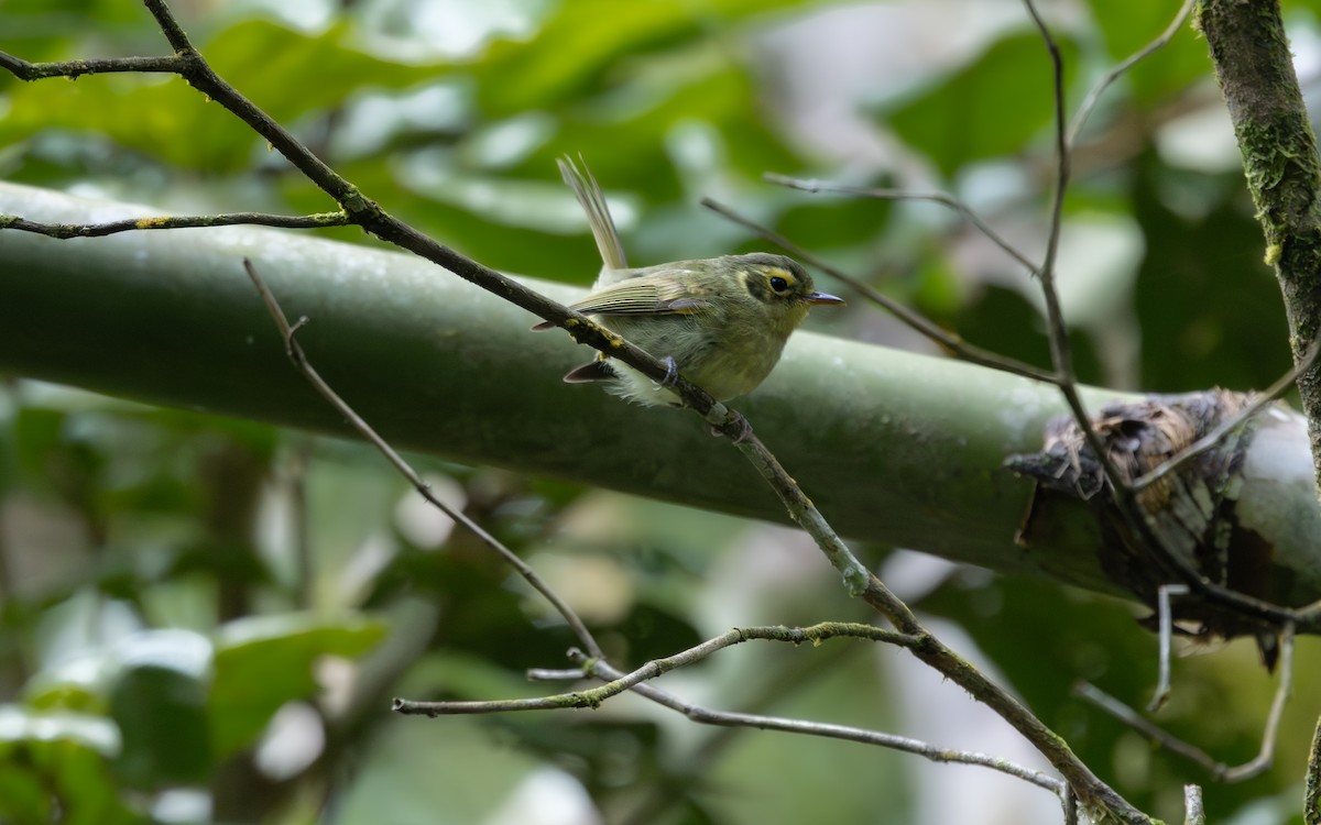 Oustalet's Tyrannulet - ML644181504