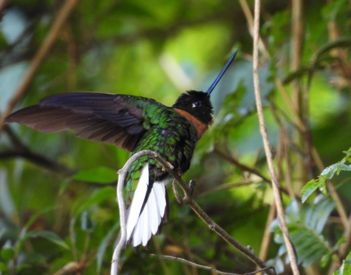 Gould's Inca - ML644181521