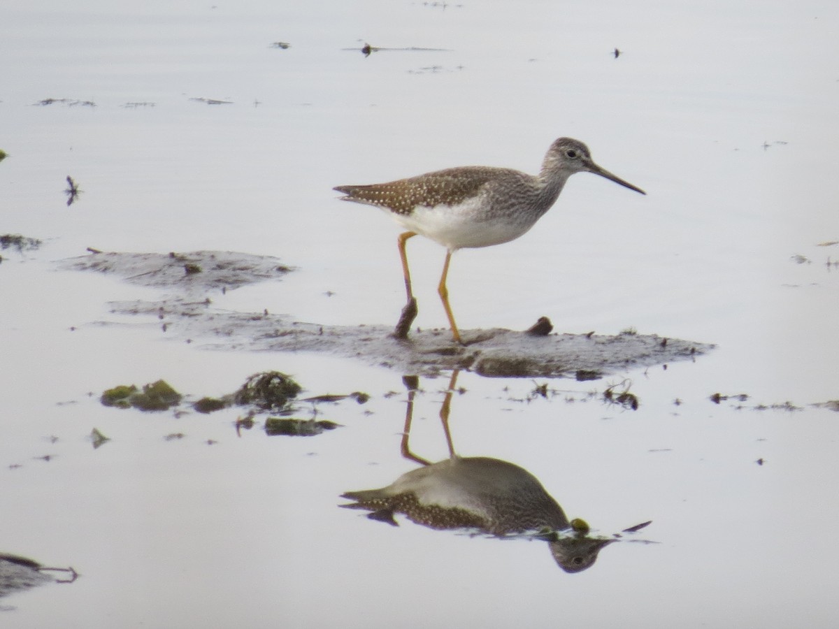 Greater Yellowlegs - ML644181522