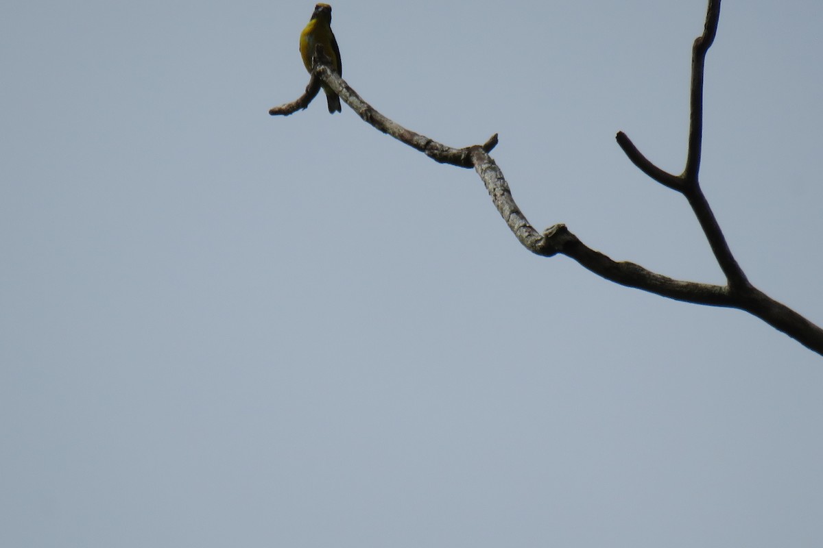 Yellow-throated Euphonia - ML644181556
