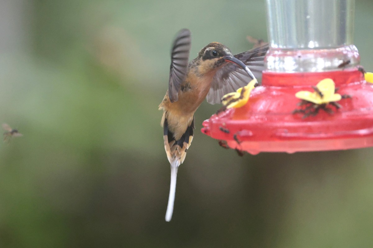 Orangebauch-Schattenkolibri - ML644181565