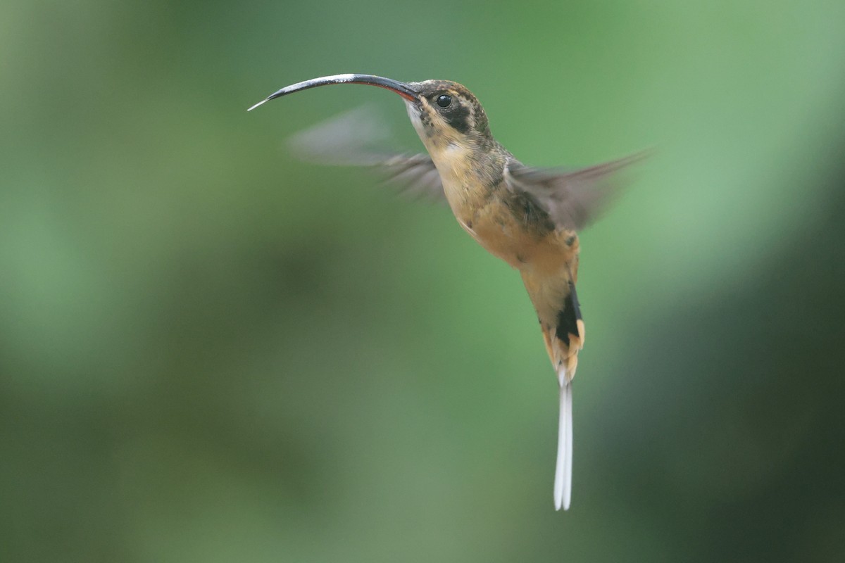 Orangebauch-Schattenkolibri - ML644181566